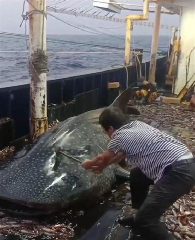 浙江海警局谈鲸鲨被虐打 目前案件还在办理中