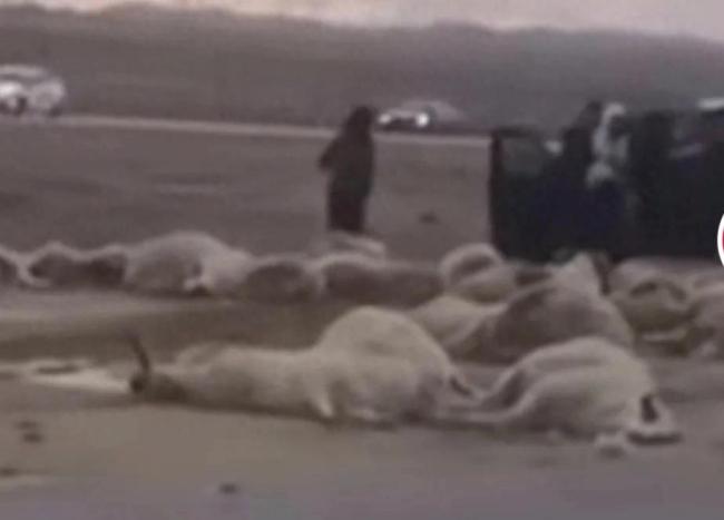 游客自驾意外冲进羊群 羊群被撞翻在地，一片狼藉！