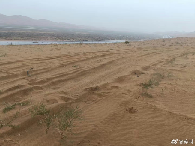 中秋国庆长假期间，腾格里沙漠上万棵治沙植物被越野车碾轧