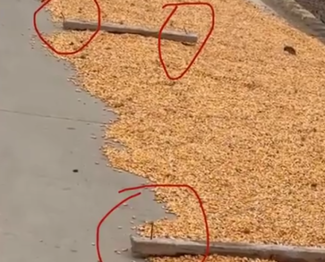 村民晒粮放钉板扎坏车胎 车主：维修花了400块钱