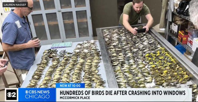 离奇现象！芝加哥近千只鸟撞窗死亡 专家解读背后真因