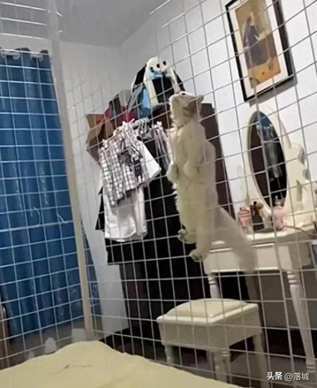 谁养谁？女子养猫将自己关进笼子：为给猫更大活动空间