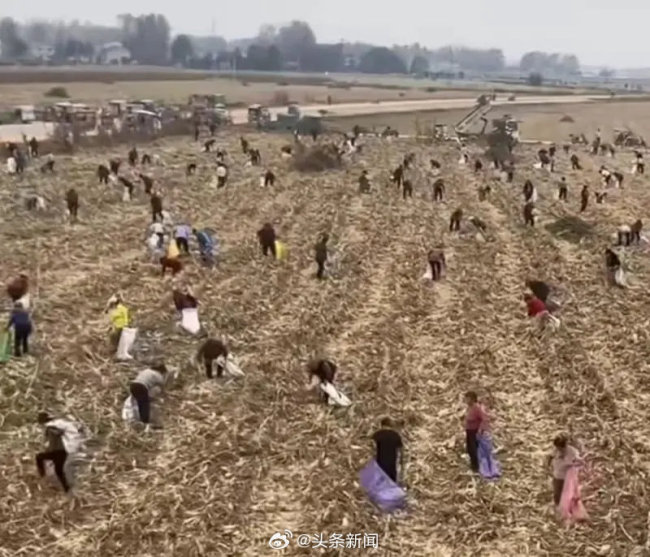 乡政府否认玉米地遭疯抢 当地回应：民警到现场维持秩序，玉米已收割完毕