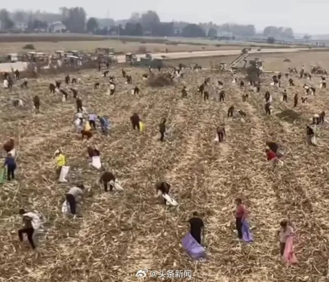 当地否认数百人哄抢玉米：有群众到已收割过的地块捡拾玉米