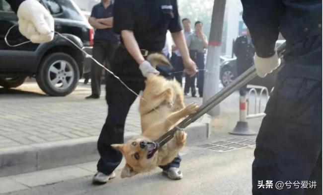 禁止养狗是必要紧急措施吗？在中国可能吗？