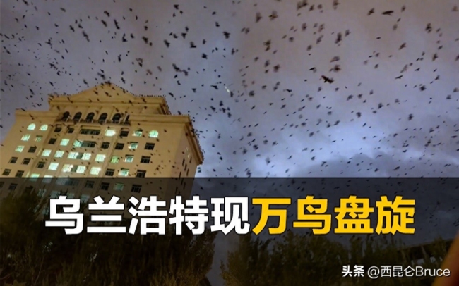 内蒙古乌兰浩特天空 惊现大量黑色鸟群不断聚集盘旋
