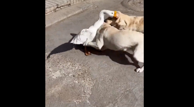 遭狗狗以多欺少撞飞大鹅气得直跺脚！