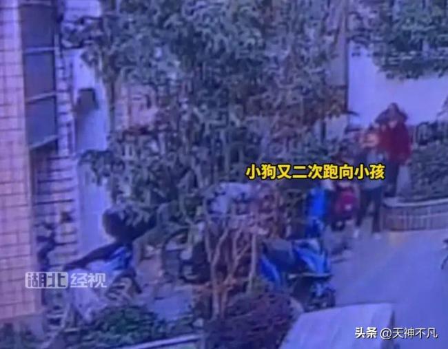 男子打死小区未拴绳柯基 狗主人不能生育崩溃大哭儿子去世 警方已介入