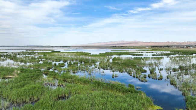 共护母亲河安澜——黄河流域水利保护纪实