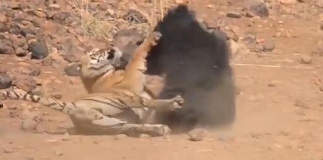 三头老虎合力捕杀黑熊，下一秒整个画面太刺激了