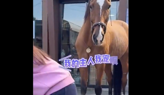 主人跳皮筋 狗狗和马儿当工具人