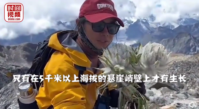 官方谈男子疑采天山雪莲 天山雪莲是国家保护植物，如果确实存在采摘行为，会有相应处罚