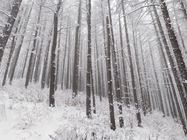 一夜入冬 石家庄的第一场雪来了！全省最低气温普遍下降