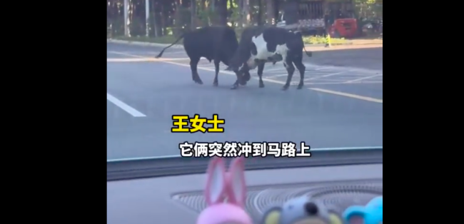 上班途中偶遇两头牛打架 牛夫妻俩干架呢？