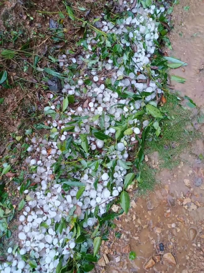 湖南宁乡突降冰雹砸烂屋顶，鸡鸭鹅死伤一片！