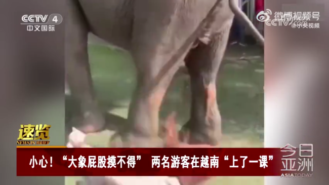 游客在越南摸大象被大象直接放倒