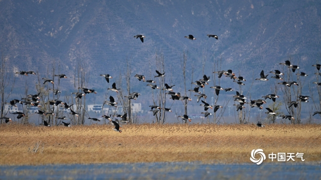 深秋華彩篇章 北京官廳水庫迎來候鳥遷徙高峰