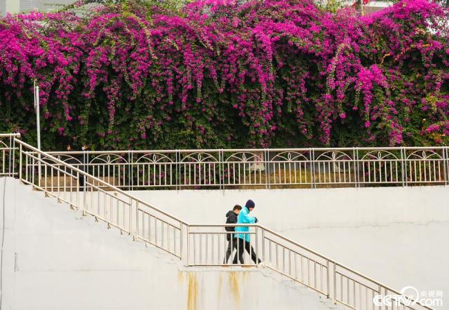 广西桂林：路旁三角梅花开正盛 如瀑布倾泻而下