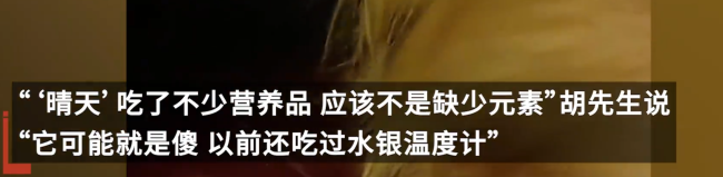 宠物狗误食20多颗石头 主人回应：已拉出十多颗 曾吃过水银温度计