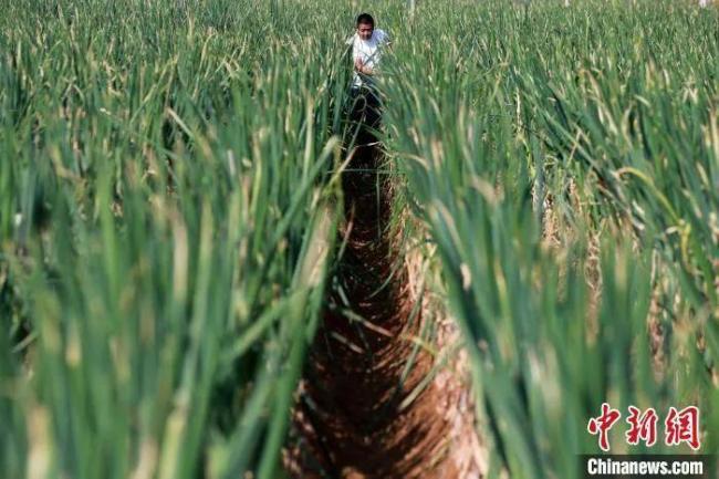 山东章丘大葱今年葱王2586米比姚明还高一头