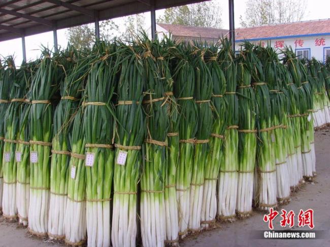 山东章丘大葱今年“葱王”2.586米比姚明还高一头