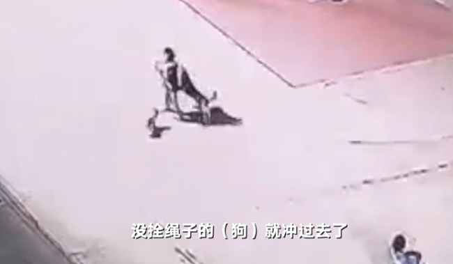 小孩保护宠物被大狗抓伤