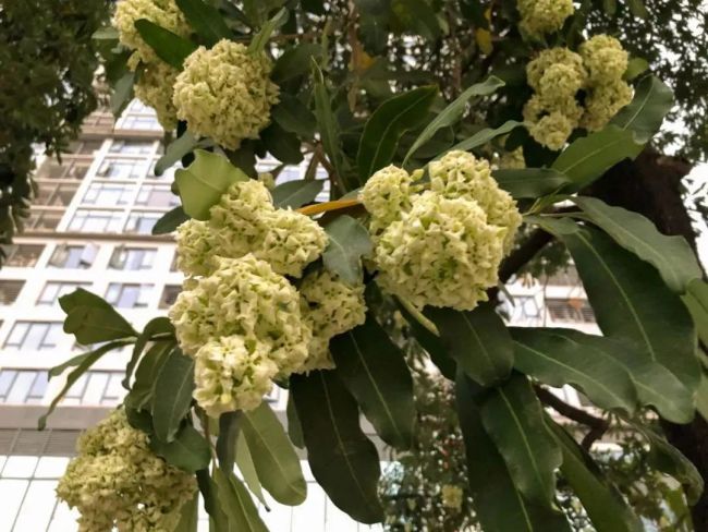 广州街头大批臭树集中开花臭不可闻主要还有毒性