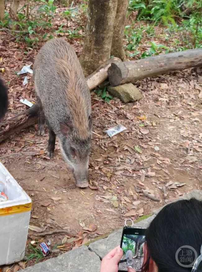 深圳一景区野猪被投喂成网红猪 网友：快成宠物了