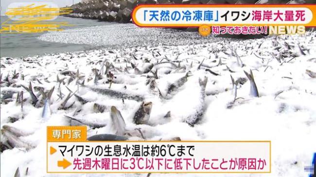 日本海岸数千吨鱼尸已腐烂 动用挖掘机垃圾车清理