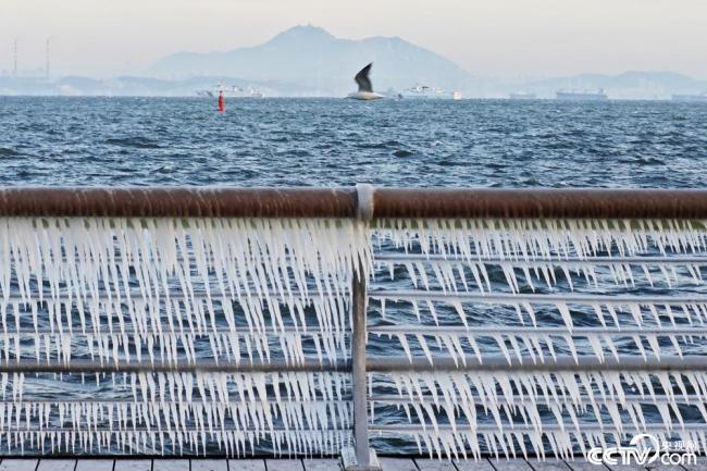 辽宁大连：海岸护栏挂冰凌