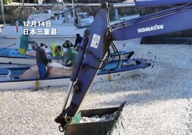 日本港口再现数十吨沙丁鱼尸体，海面上密密麻麻一层，重约30至40吨