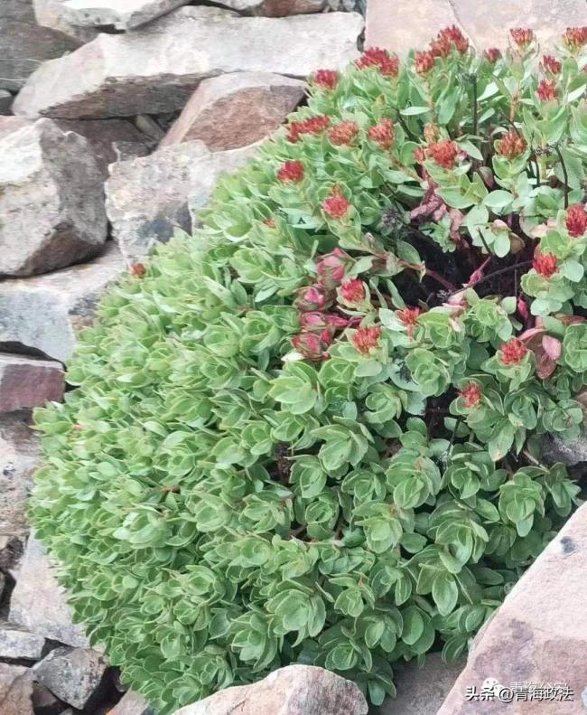 16人盗采近万株野生红景天被抓 红景天一旦被连根挖走，就永远不会再生