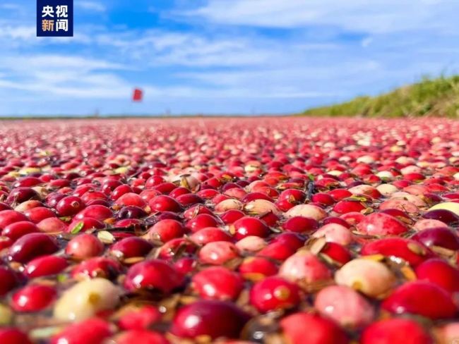 黑龙江有蔓越莓本地人都不知道？差点笑抽在评论区