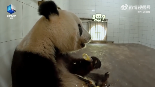 熊猫香香吃着吃着突然进入加载状态