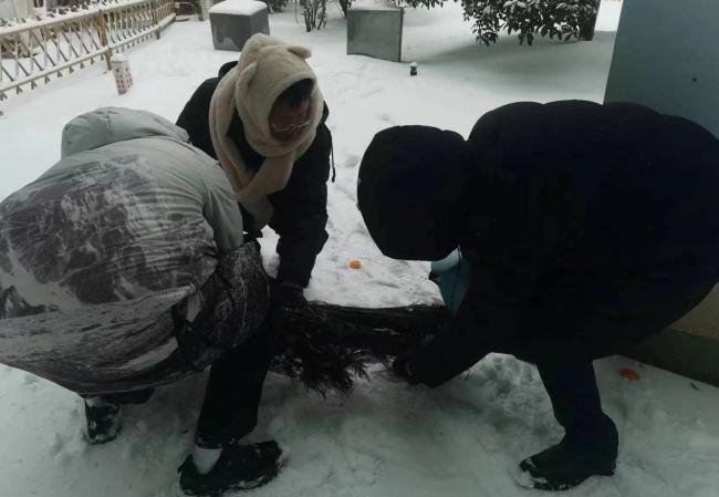 武汉暴雪两只孔雀遭冻在墙顶 工作人员赶快搭梯子施救