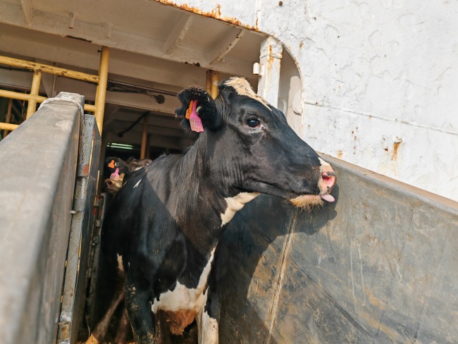 万余头种牛在天津港顺利上岸 助力区域畜牧产业蓬勃发展
