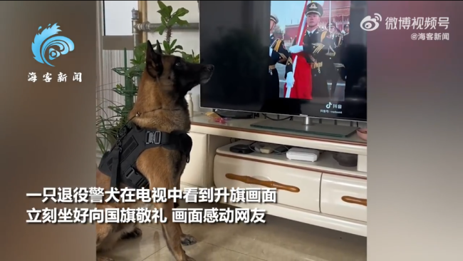 退役警犬看见升国旗正襟危坐