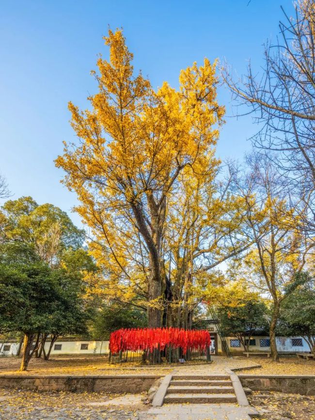 杭州法喜寺500岁玉兰如期绽放 有市民特地带着梯子专程打卡