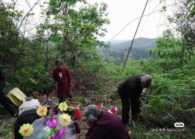 “无春清明不上坟”今年清明节不能扫墓吗？