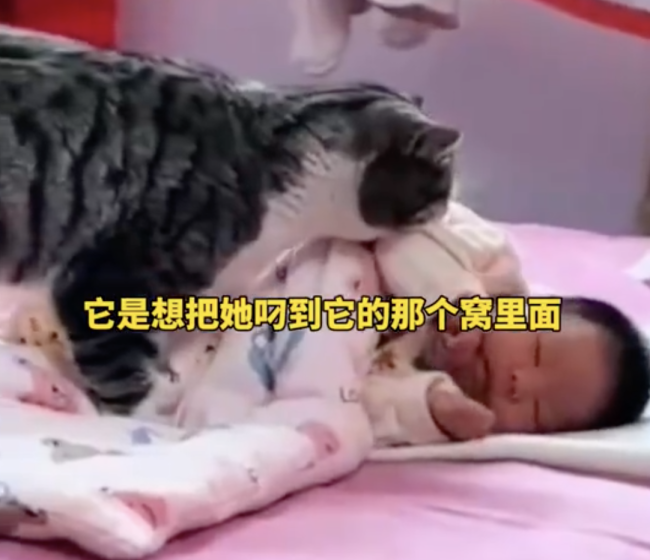 猫猫见到2个月的宝宝想将其叼走