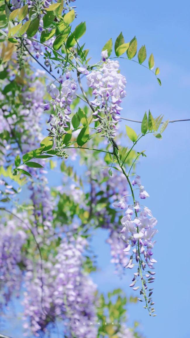 成都紫藤花墙如瀑布倾泻清明假期迎来盛花期
