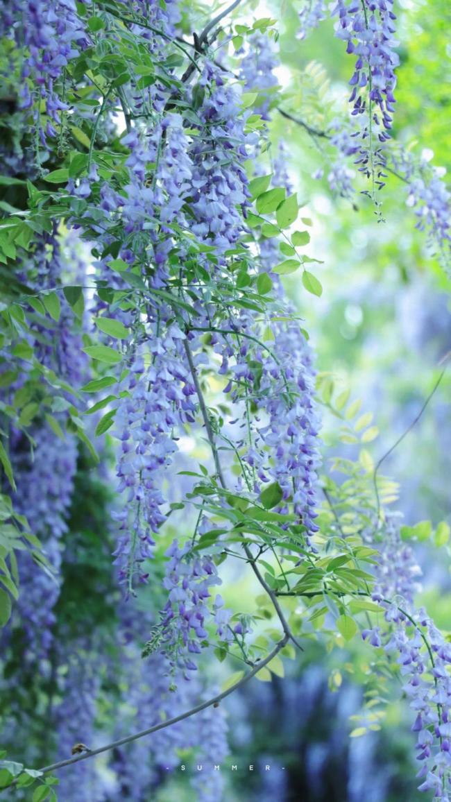 成都紫藤花墙如瀑布倾泻清明假期迎来盛花期