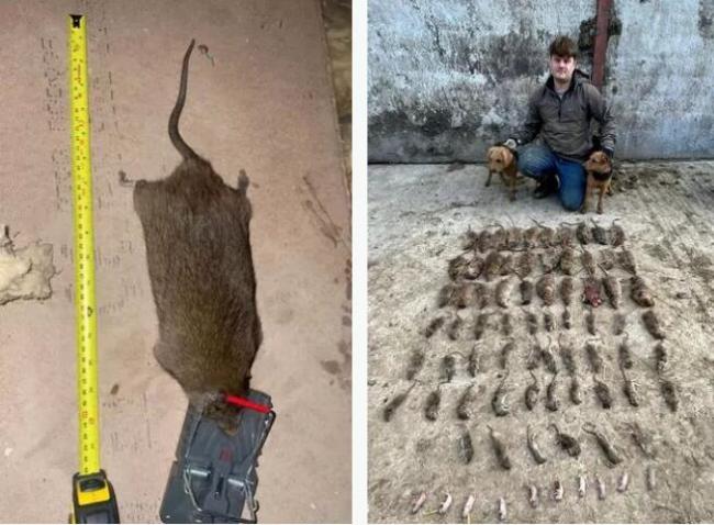 英国捕鼠者捕捉到比狗还大的老鼠 是吉娃娃身长的两倍