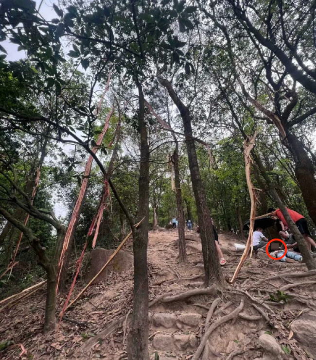 女子爬山游玩被雷电击中倒地 一旁大树被劈开