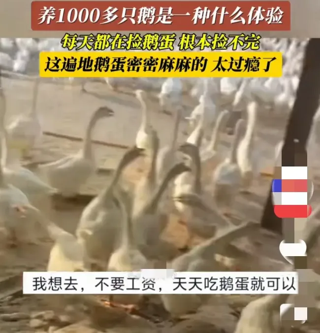 养1000多只鹅是一种什么体验 辛勤耕耘，满载而归