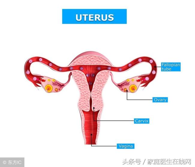 子宫肌瘤“偏爱”这4类女性，它是如何产生的呢?