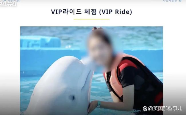 韩国一水族馆成海豚坟场 14只豚鲸10年内离世
