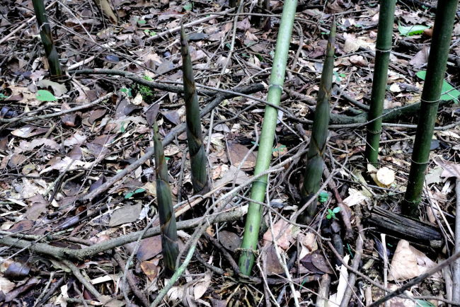 湖南麻阳山间竹笋遍地生 网友：这要是有一只熊猫在...