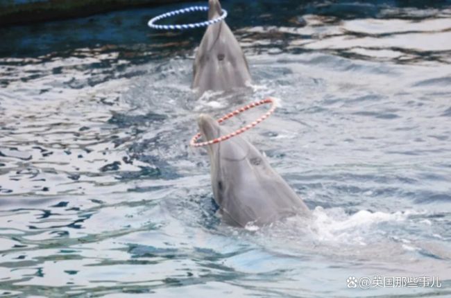 韩国一水族馆成海豚坟场 14只豚鲸10年内离世