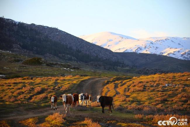 新疆阿勒泰：夕陽西下 牛群牧歸